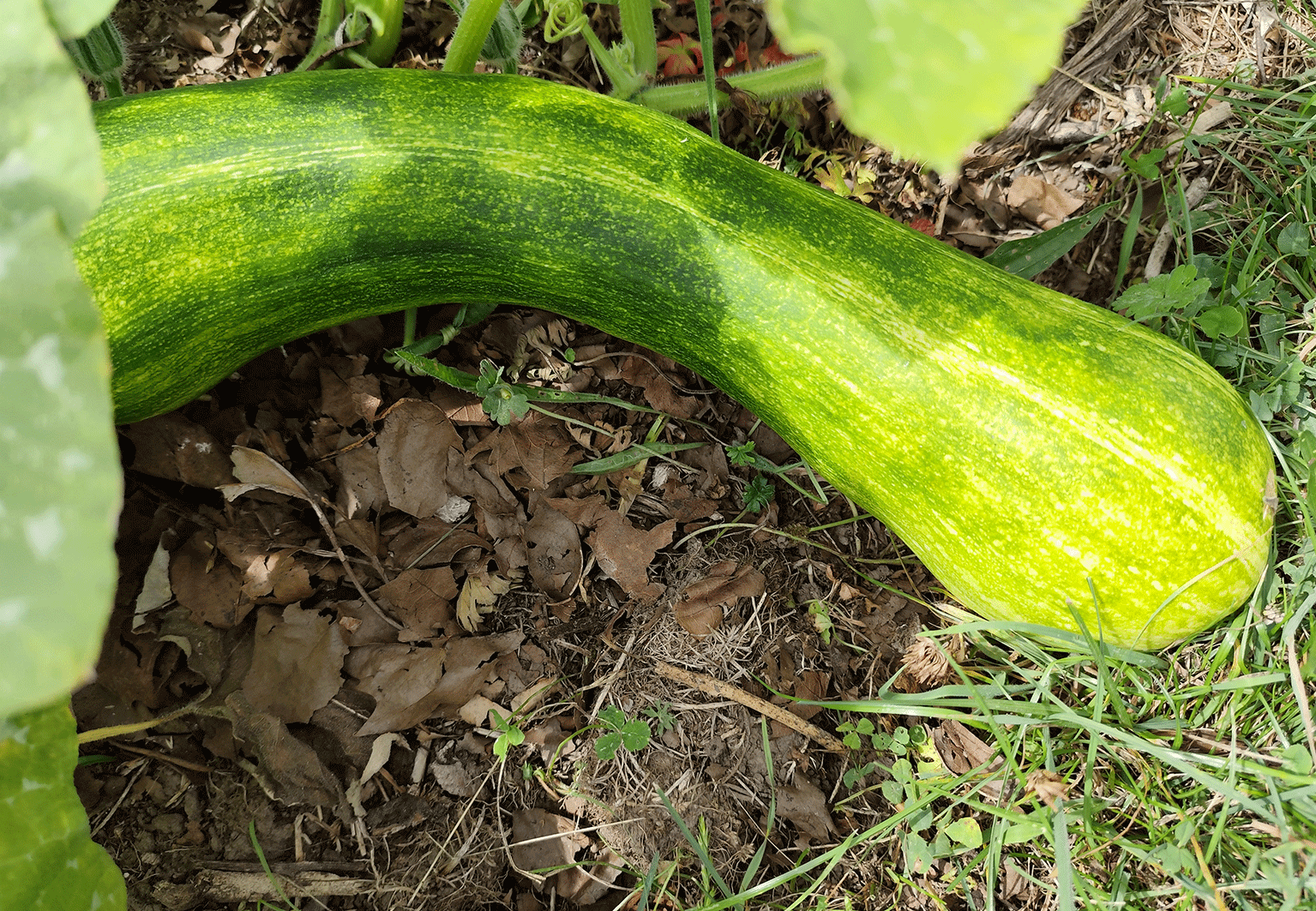 Courgette